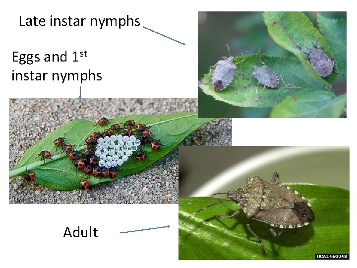 Late instar nymphs Eggs and 1 st instar nymphs Adult 