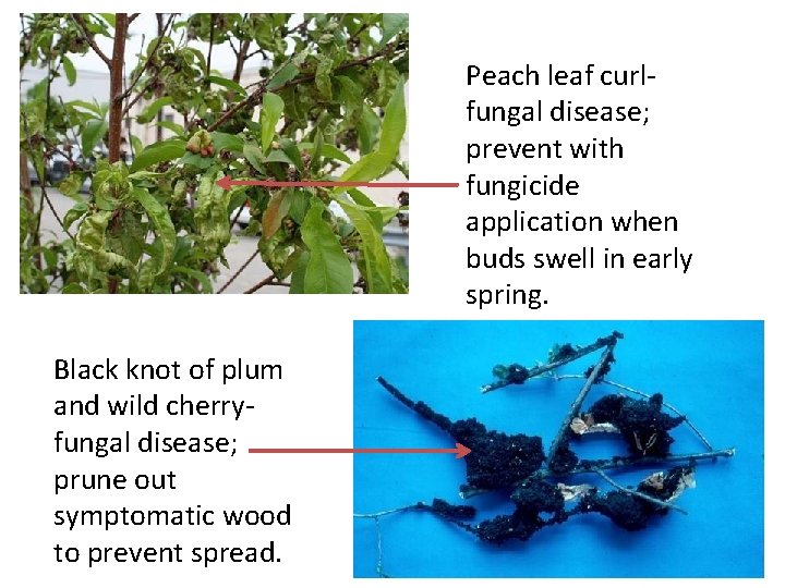Peach leaf curlfungal disease; prevent with fungicide application when buds swell in early spring.