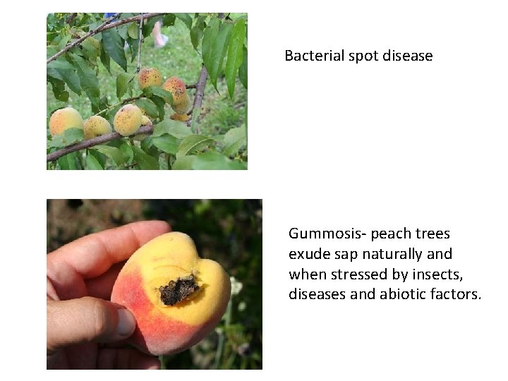 Bacterial spot disease Gummosis- peach trees exude sap naturally and when stressed by insects,