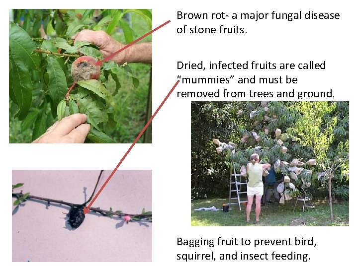 Brown rot- a major fungal disease of stone fruits. Dried, infected fruits are called