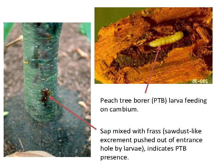 Peach tree borer (PTB) larva feeding on cambium. Sap mixed with frass (sawdust-like excrement