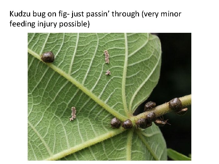 Kudzu bug on fig- just passin’ through (very minor feeding injury possible) 