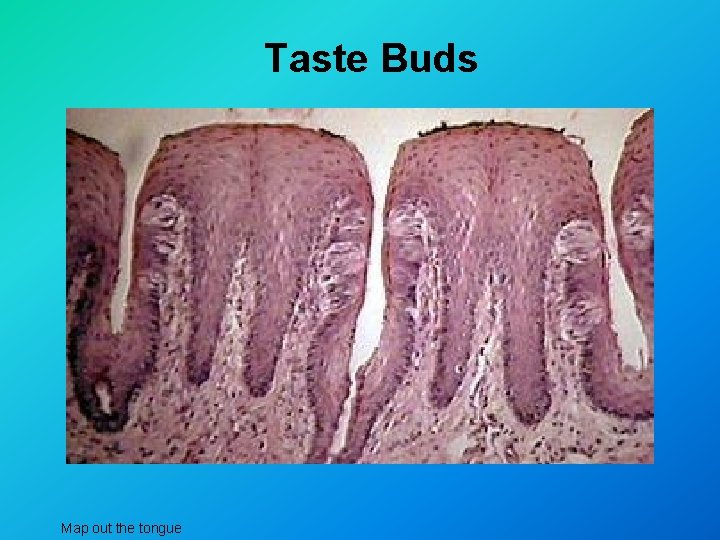 Taste Buds Map out the tongue 