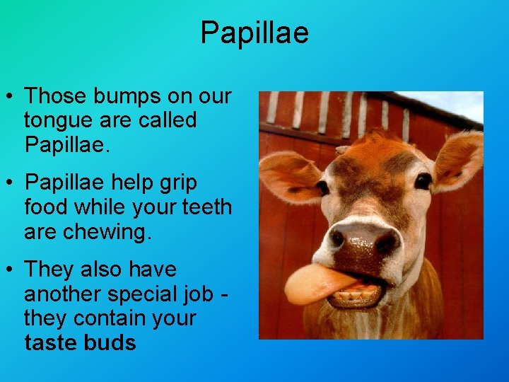 Papillae • Those bumps on our tongue are called Papillae. • Papillae help grip