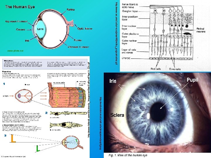 http: //webvision. med. utah. edu/imageswv/pupil. jpeg http: //www. fofweb. com/Electronic_Images/onfiles/Sci. Hum. Phys 11 -22