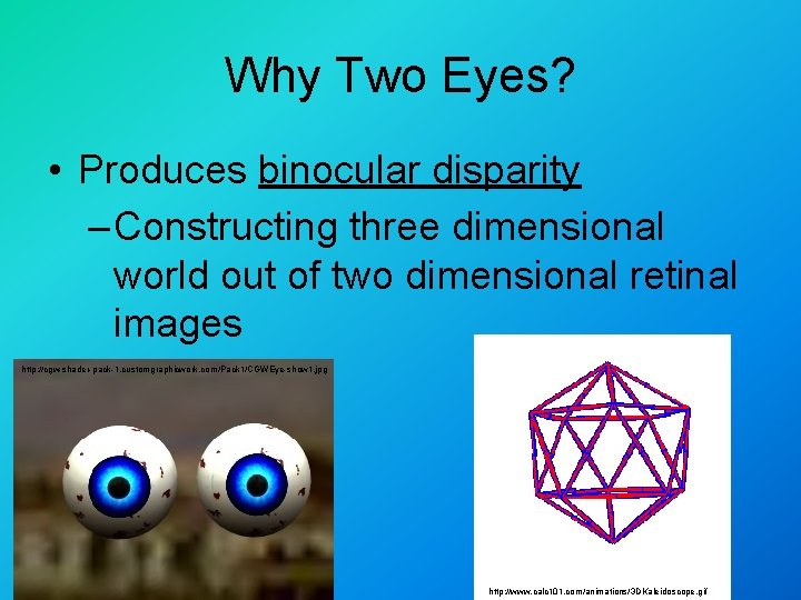 Why Two Eyes? • Produces binocular disparity – Constructing three dimensional world out of