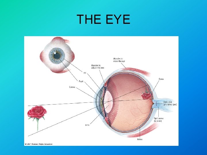 THE EYE 