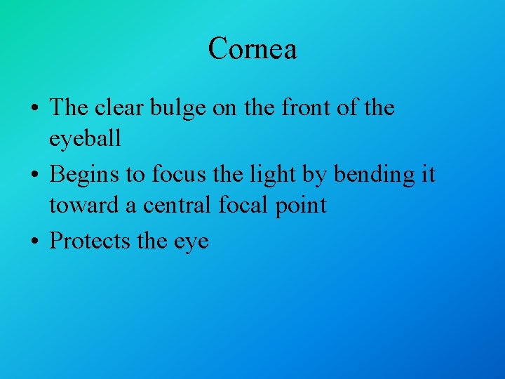 Cornea • The clear bulge on the front of the eyeball • Begins to