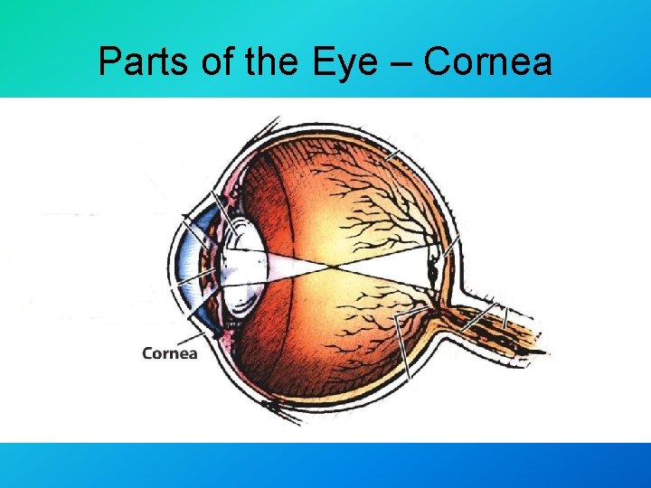 Parts of the Eye – Cornea 