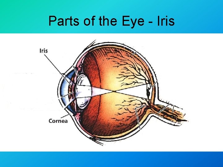 Parts of the Eye - Iris 