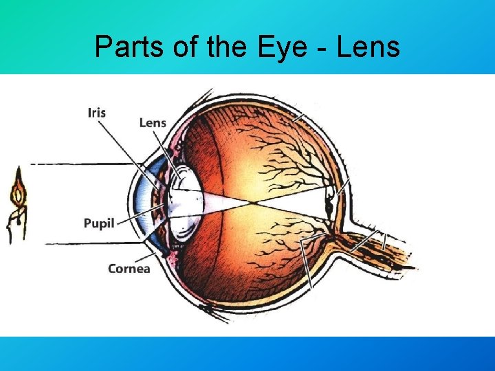 Parts of the Eye - Lens 