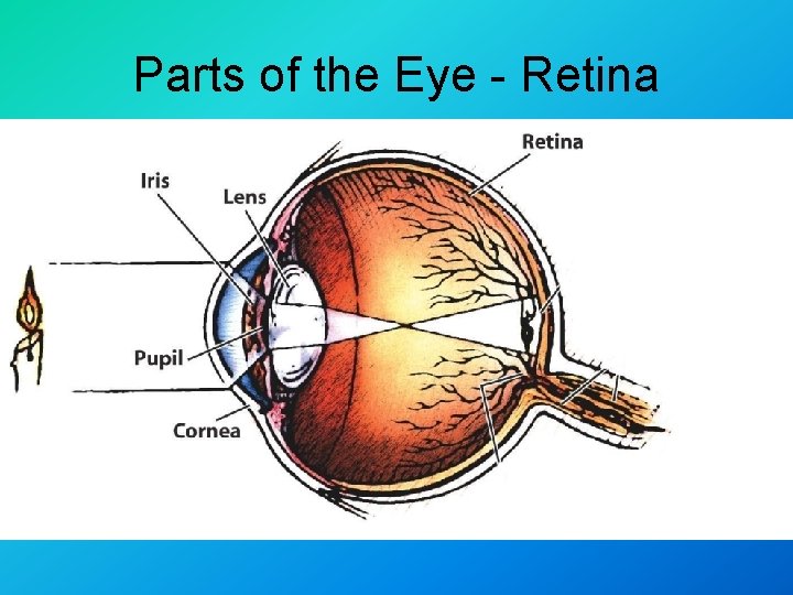 Parts of the Eye - Retina 