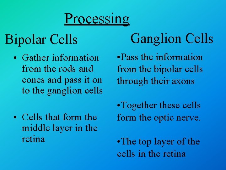 Processing Bipolar Cells • Gather information from the rods and cones and pass it