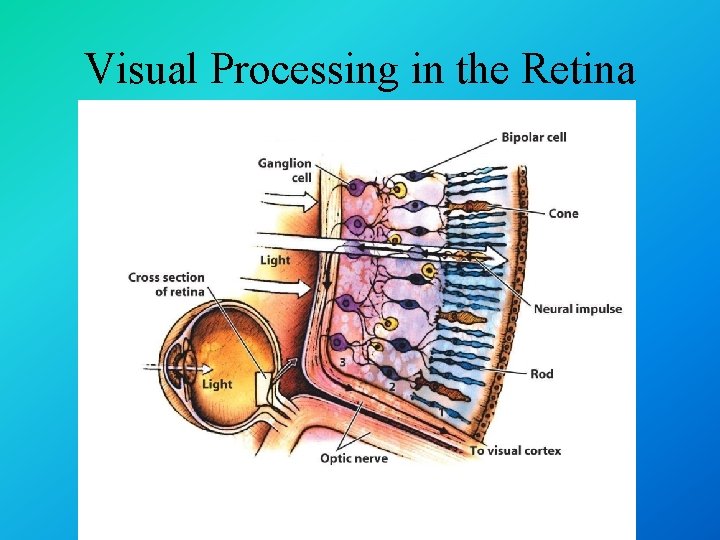 Visual Processing in the Retina 