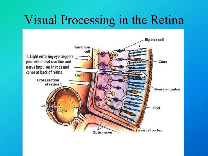 Visual Processing in the Retina 