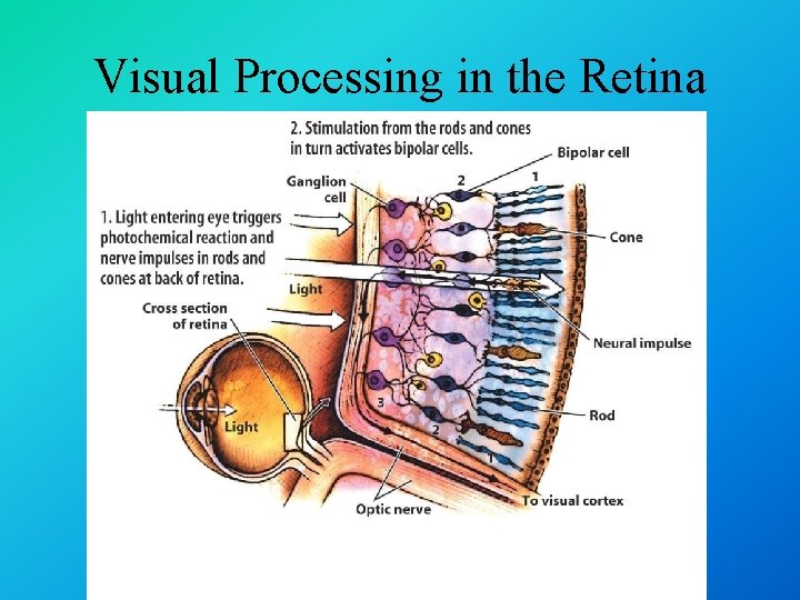 Visual Processing in the Retina 
