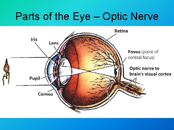 Parts of the Eye – Optic Nerve 