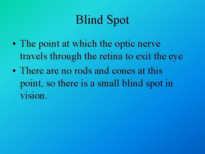 Blind Spot • The point at which the optic nerve travels through the retina