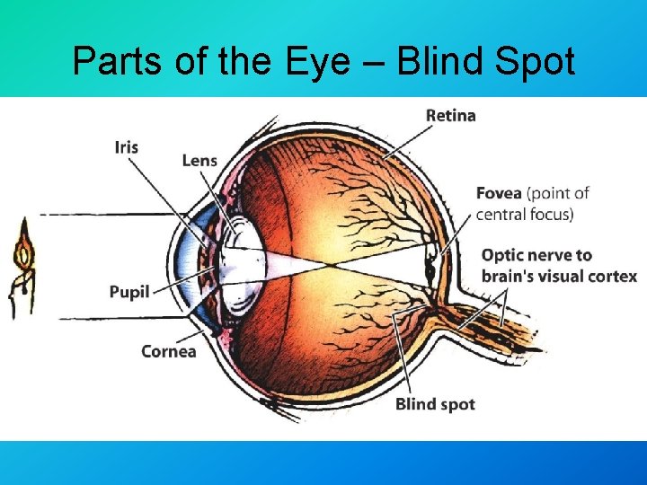 Parts of the Eye – Blind Spot 