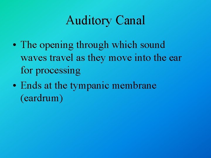 Auditory Canal • The opening through which sound waves travel as they move into