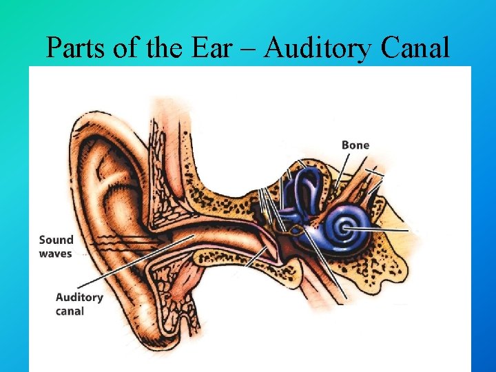 Parts of the Ear – Auditory Canal 