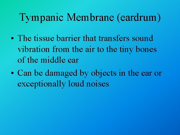 Tympanic Membrane (eardrum) • The tissue barrier that transfers sound vibration from the air