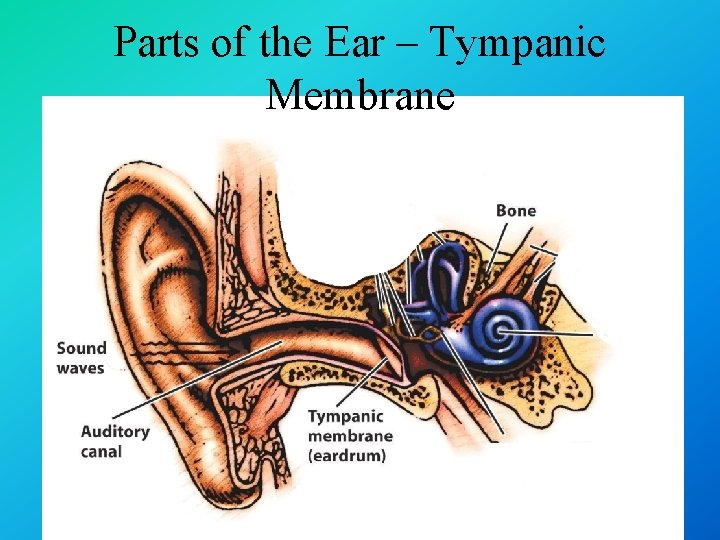 Parts of the Ear – Tympanic Membrane 
