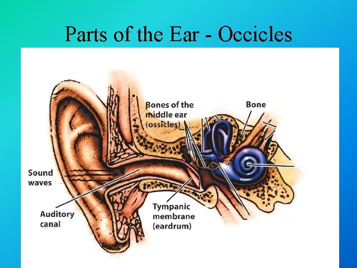 Parts of the Ear - Occicles 