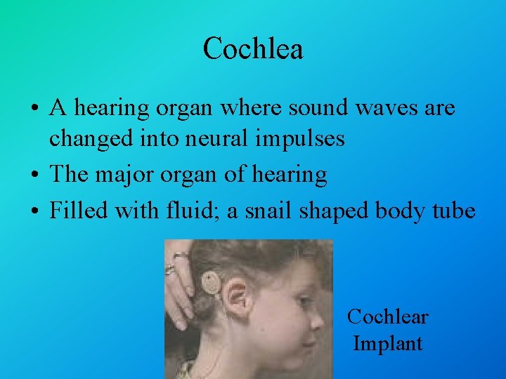 Cochlea • A hearing organ where sound waves are changed into neural impulses •