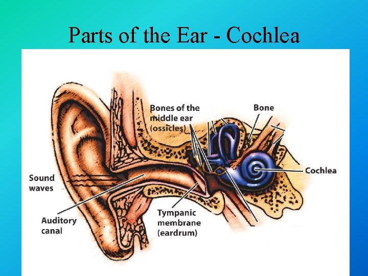 Parts of the Ear - Cochlea 