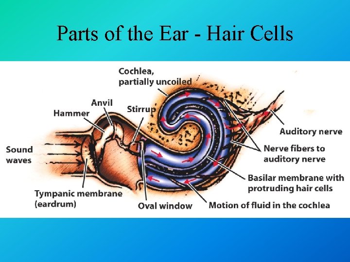 Parts of the Ear - Hair Cells 
