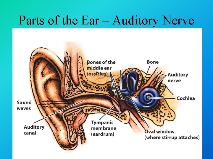 Parts of the Ear – Auditory Nerve 