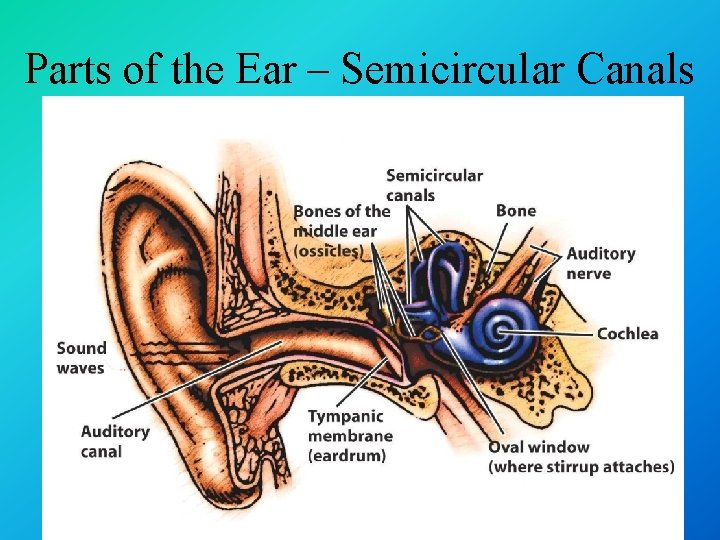 Parts of the Ear – Semicircular Canals 