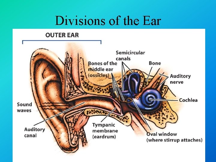 Divisions of the Ear 