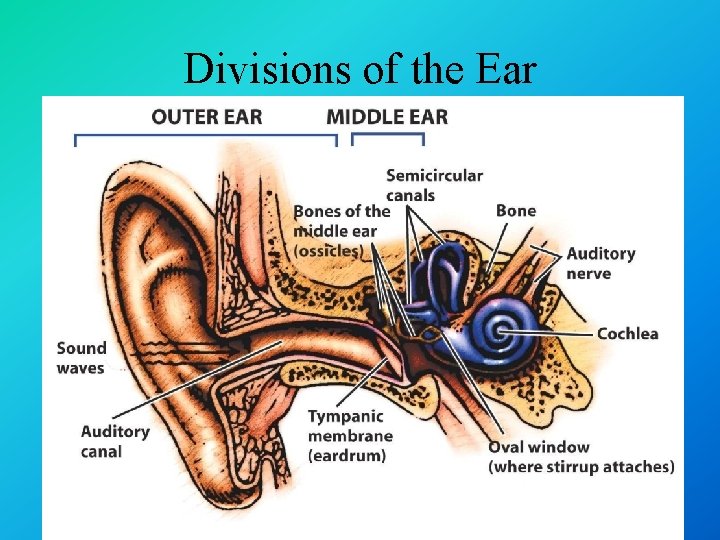 Divisions of the Ear 