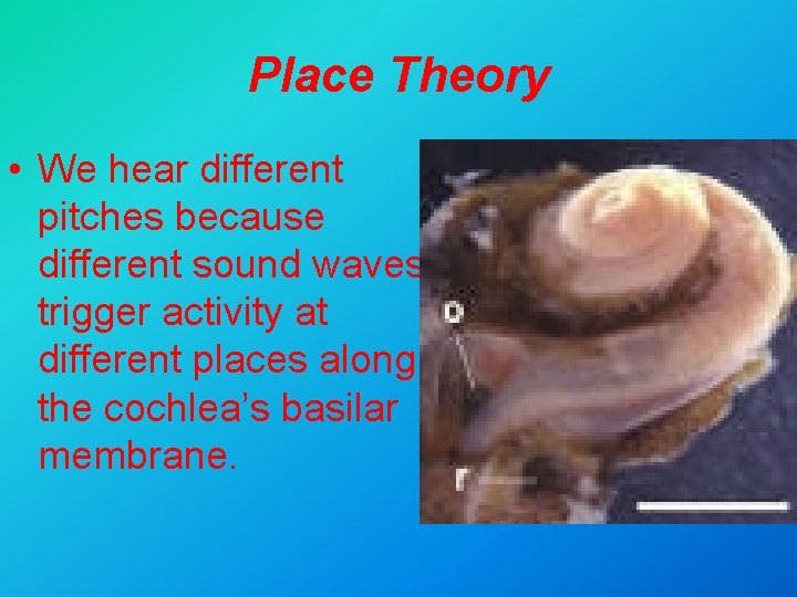 Place Theory • We hear different pitches because different sound waves trigger activity at