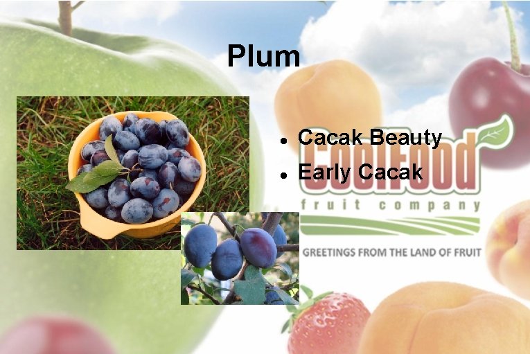 Plum Cacak Beauty Early Cacak 