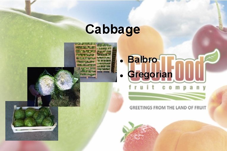 Cabbage Balbro Gregorian 
