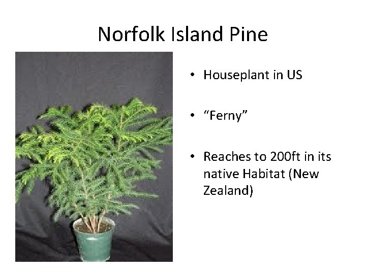 Norfolk Island Pine • Houseplant in US • “Ferny” • Reaches to 200 ft