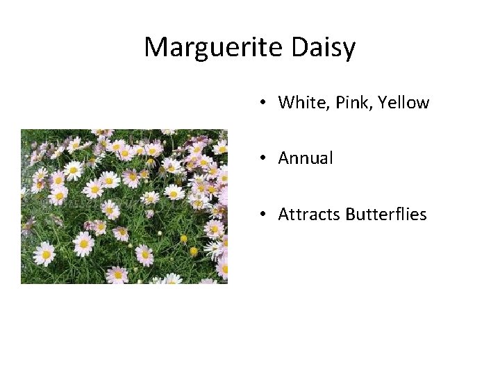 Marguerite Daisy • White, Pink, Yellow • Annual • Attracts Butterflies 