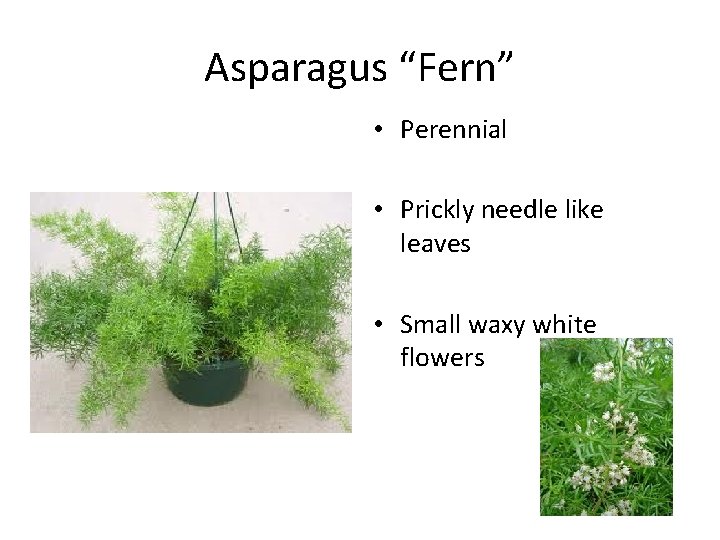 Asparagus “Fern” • Perennial • Prickly needle like leaves • Small waxy white flowers