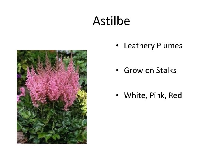 Astilbe • Leathery Plumes • Grow on Stalks • White, Pink, Red 