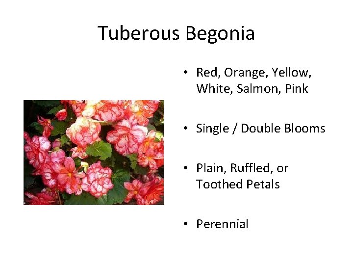 Tuberous Begonia • Red, Orange, Yellow, White, Salmon, Pink • Single / Double Blooms