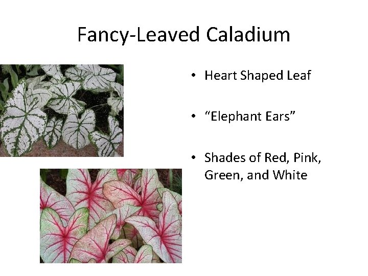 Fancy-Leaved Caladium • Heart Shaped Leaf • “Elephant Ears” • Shades of Red, Pink,