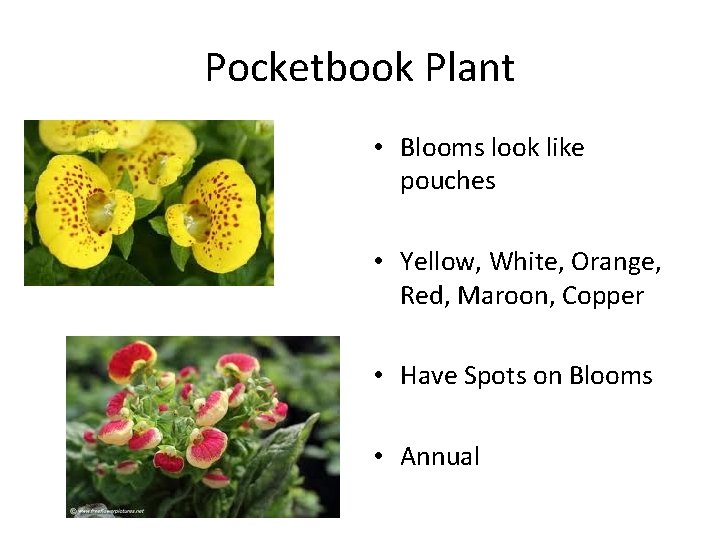 Pocketbook Plant • Blooms look like pouches • Yellow, White, Orange, Red, Maroon, Copper