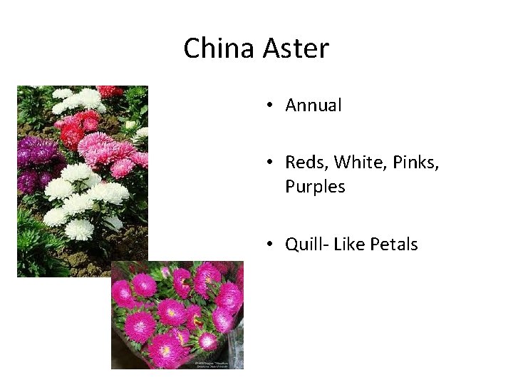 China Aster • Annual • Reds, White, Pinks, Purples • Quill- Like Petals 
