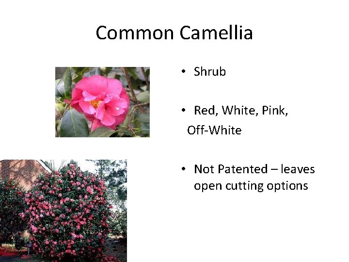 Common Camellia • Shrub • Red, White, Pink, Off-White • Not Patented – leaves