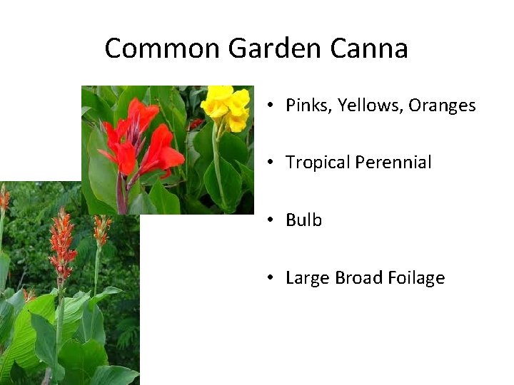 Common Garden Canna • Pinks, Yellows, Oranges • Tropical Perennial • Bulb • Large