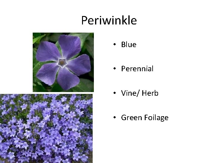 Periwinkle • Blue • Perennial • Vine/ Herb • Green Foilage 