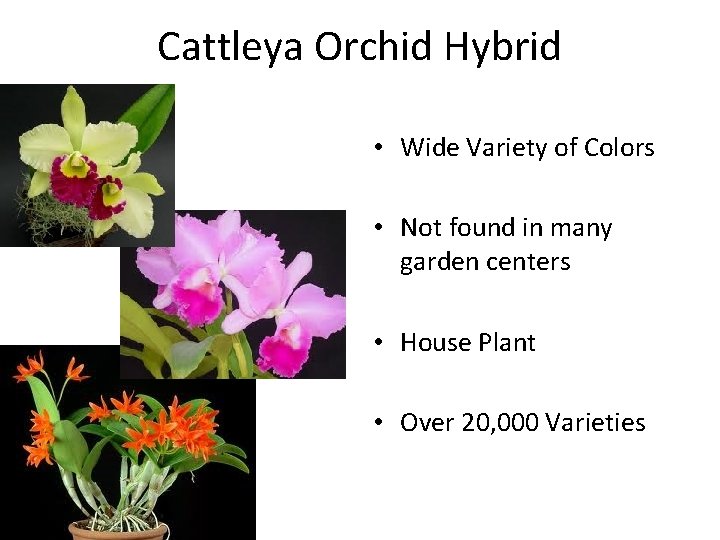 Cattleya Orchid Hybrid • Wide Variety of Colors • Not found in many garden